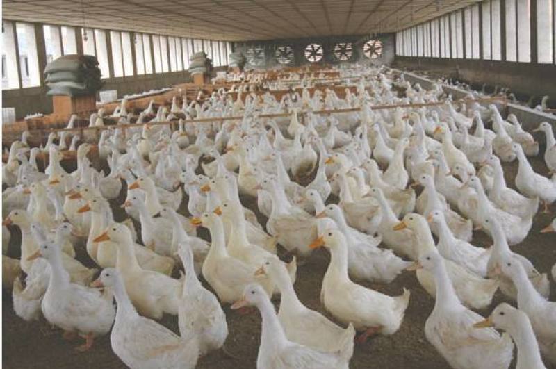 【正宗桂柳白鸭苗、肉鸭苗】质量保证，包疫苗包运输包成活