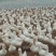 【正宗桂柳白鸭苗、肉鸭苗】质量保证，包疫苗包运输包成活