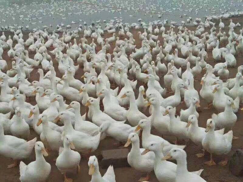 【正宗桂柳白鸭苗、肉鸭苗】质量保证，包疫苗包运输包成活