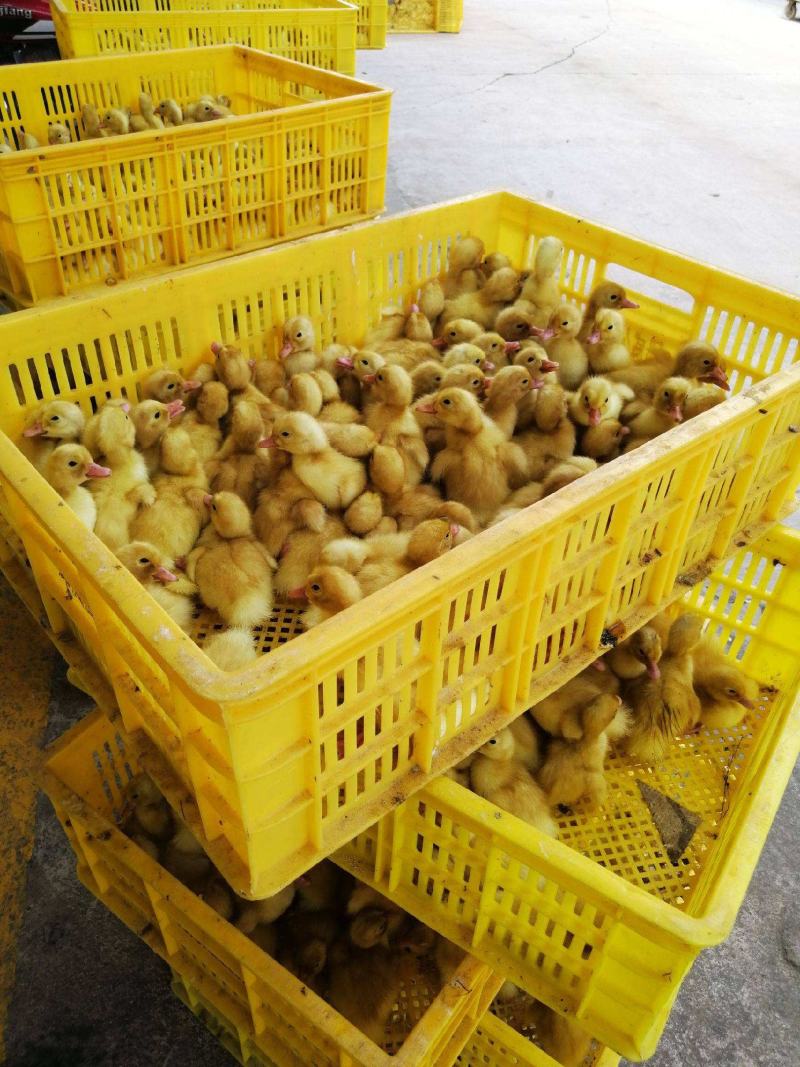 【正宗桂柳白鸭苗、肉鸭苗】质量保证，包疫苗包运输包成活