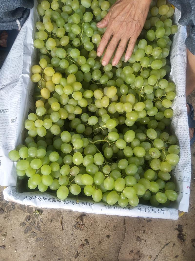 我们这里是种植巨峰葡萄，现在是大量上市了，口感好，蓝玉。