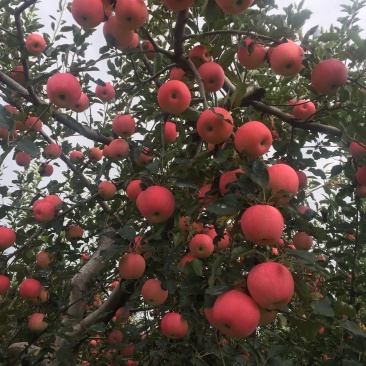红嘎啦