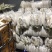 优质高山白萝卜出售，面积500亩