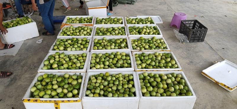 自种黄金百香果，支持大量批发！