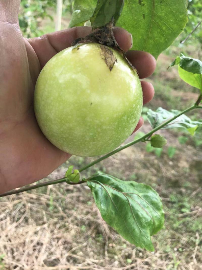 自种黄金百香果，支持大量批发！