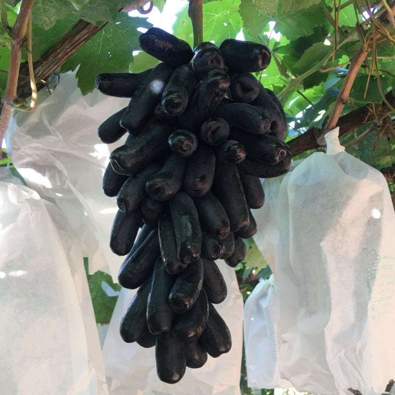 【精选】甜蜜蓝宝石葡萄苗嫁接甜蜜蓝宝石葡萄苗价格