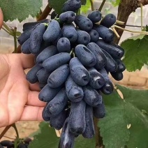 【精选】甜蜜蓝宝石葡萄苗嫁接甜蜜蓝宝石葡萄苗价格
