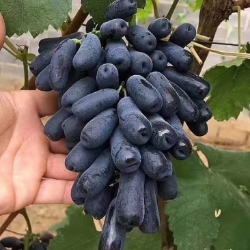 【精选】甜蜜蓝宝石葡萄苗嫁接甜蜜蓝宝石葡萄苗价格