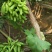 【精选】甜蜜蓝宝石葡萄苗嫁接甜蜜蓝宝石葡萄苗价格