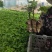 【精选】甜蜜蓝宝石葡萄苗嫁接甜蜜蓝宝石葡萄苗价格