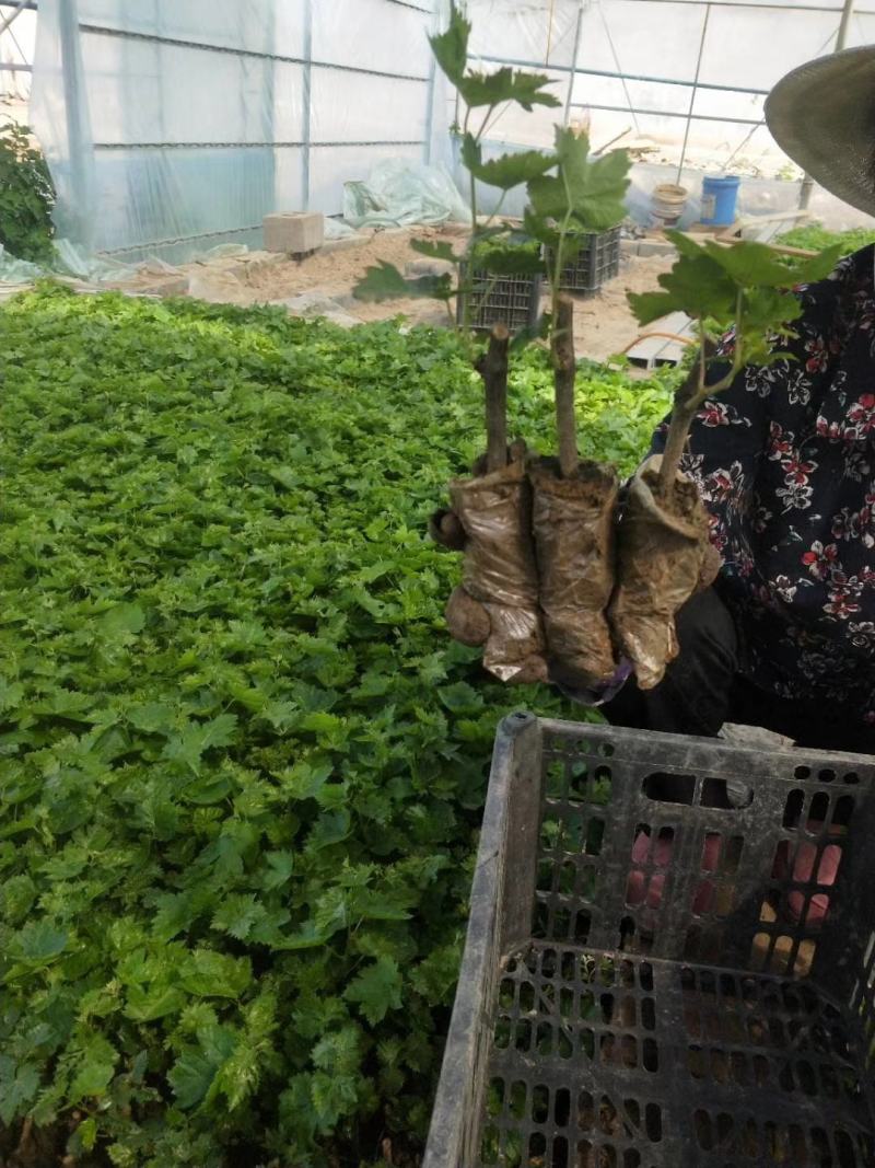 【精选】甜蜜蓝宝石葡萄苗嫁接甜蜜蓝宝石葡萄苗价格