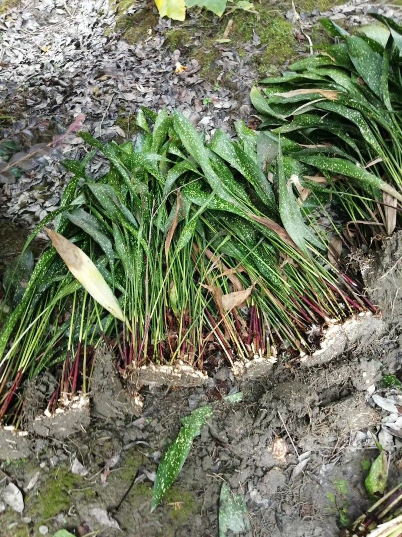 洒金一叶兰地苗成都基地实拍，洒金一叶兰价格多少