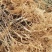 【精选】红心猕猴桃苗嫁接猕猴桃苗新品种