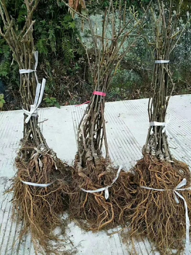 【精选】红心猕猴桃苗嫁接猕猴桃苗新品种