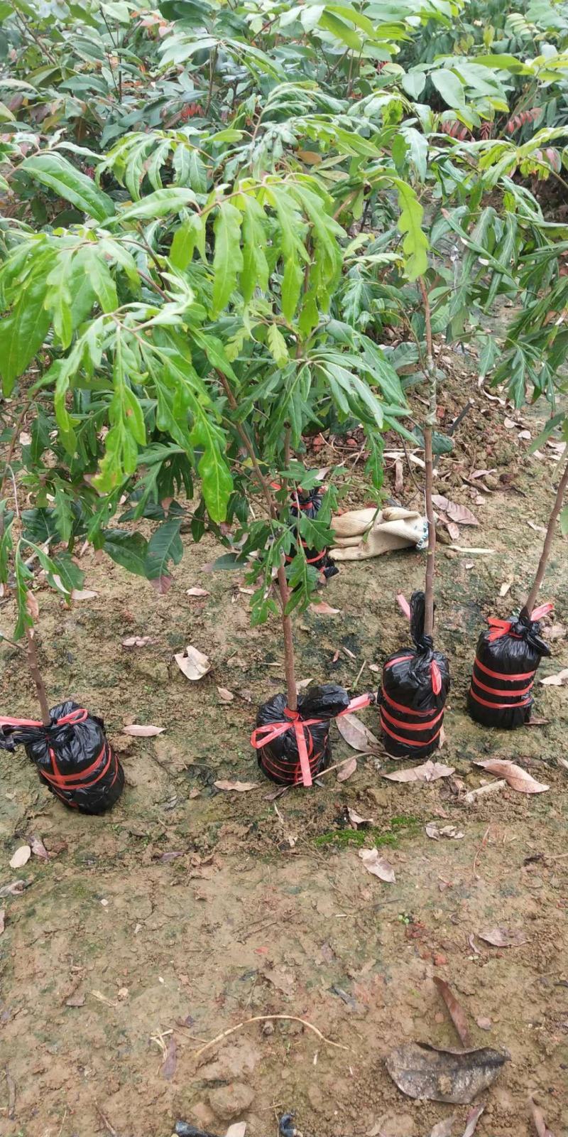 无核龙眼苗四季无核龙眼树苗当年结果嫁接果树苗耐寒带土带叶