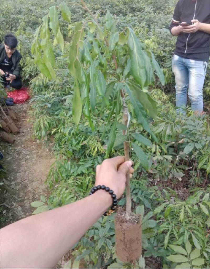 无核龙眼苗四季无核龙眼树苗当年结果嫁接果树苗耐寒带土带叶