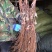 【荐】夏黑葡萄苗成熟早抗病强10棵享受批发