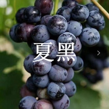 【荐】夏黑葡萄苗成熟早抗病强10棵享受批发