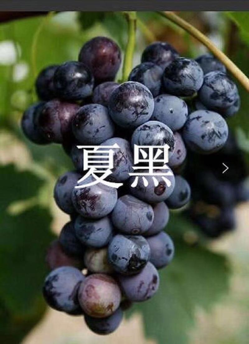 【荐】夏黑葡萄苗成熟早抗病强10棵享受批发