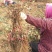 【荐】夏黑葡萄苗成熟早抗病强10棵享受批发