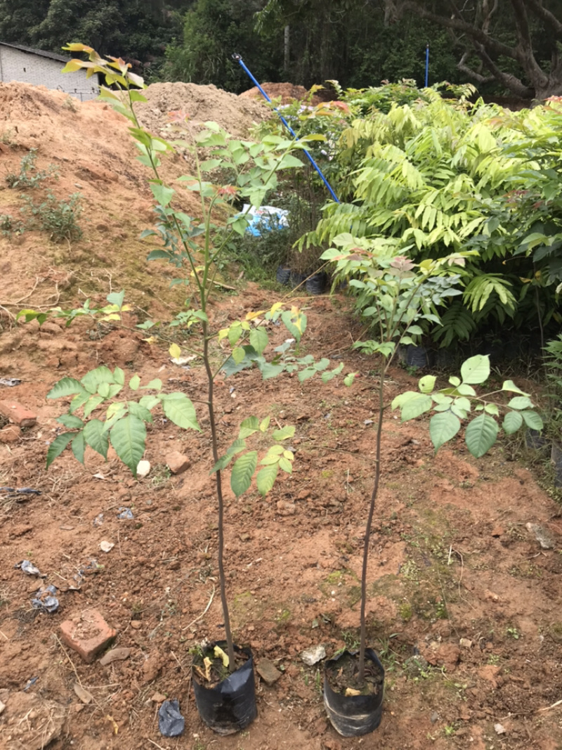 麻楝树苗景观树园林造林绿化苗木阴麻树白皮香椿苗