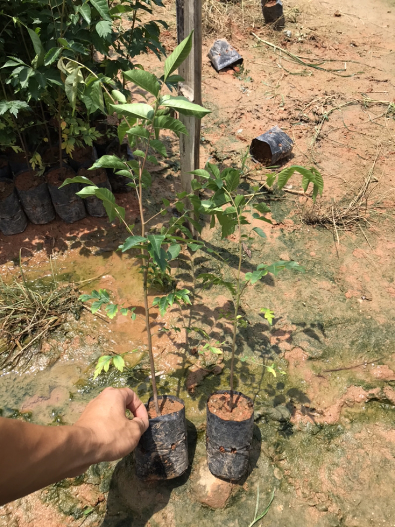 麻楝树苗景观树园林造林绿化苗木阴麻树白皮香椿苗