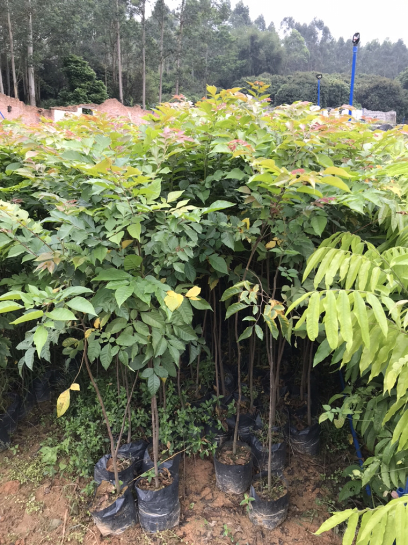 麻楝树苗景观树园林造林绿化苗木阴麻树白皮香椿苗