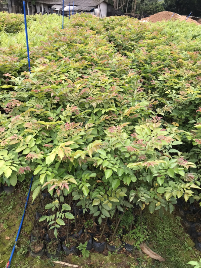 麻楝树苗景观树园林造林绿化苗木阴麻树白皮香椿苗