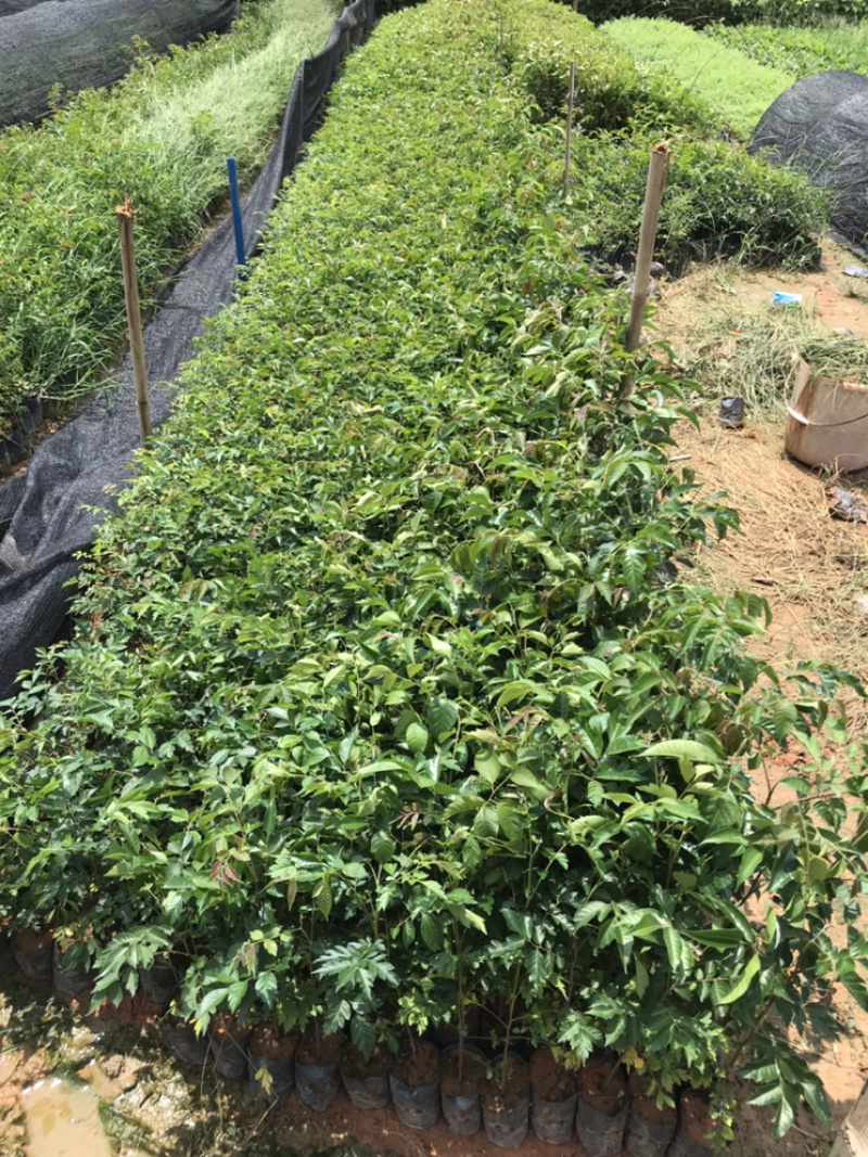 麻楝树苗景观树园林造林绿化苗木阴麻树白皮香椿苗