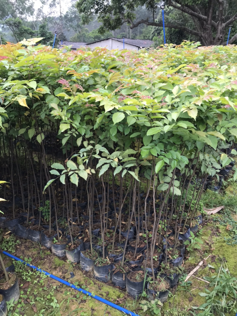 麻楝树苗景观树园林造林绿化苗木阴麻树白皮香椿苗