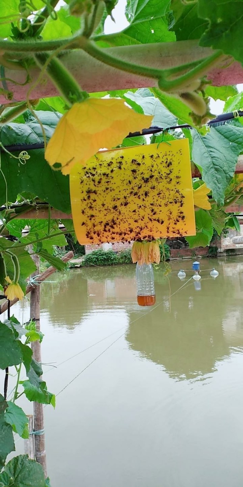 果蝇诱捕器针蜂粘板果蝇贴纸诱实蝇信息素粘虫板农用黄板粘