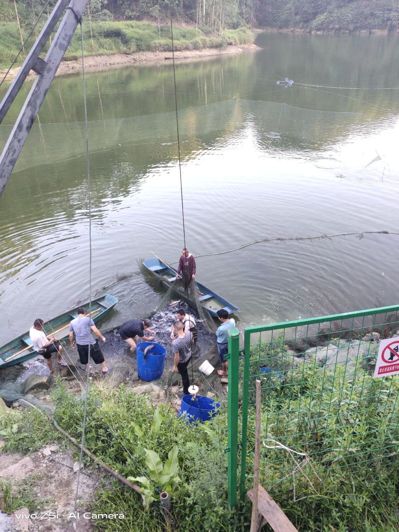 特种水产，黑鱼苗，青鱼，青波，通通基地批发销售后指导技术