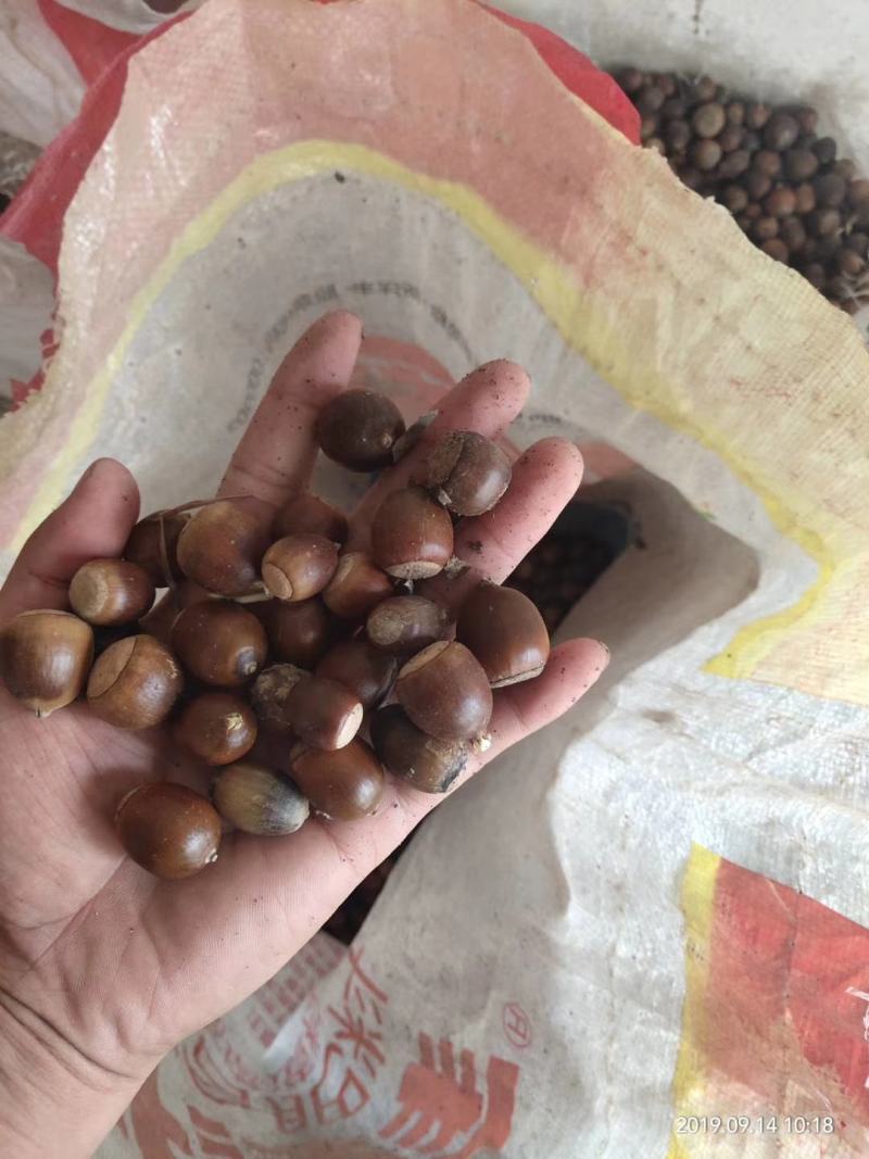 橡子，青岗橡子，栎树种子栓皮栎种子，橡树种子