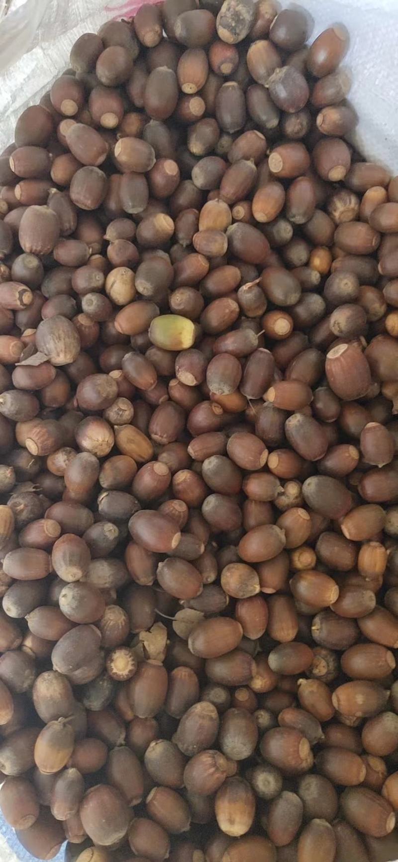 橡子，青岗橡子，栎树种子栓皮栎种子，橡树种子