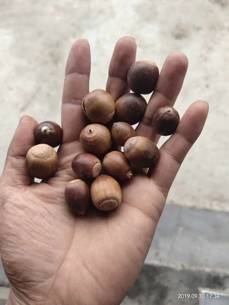 橡子，青岗橡子，栎树种子栓皮栎种子，橡树种子