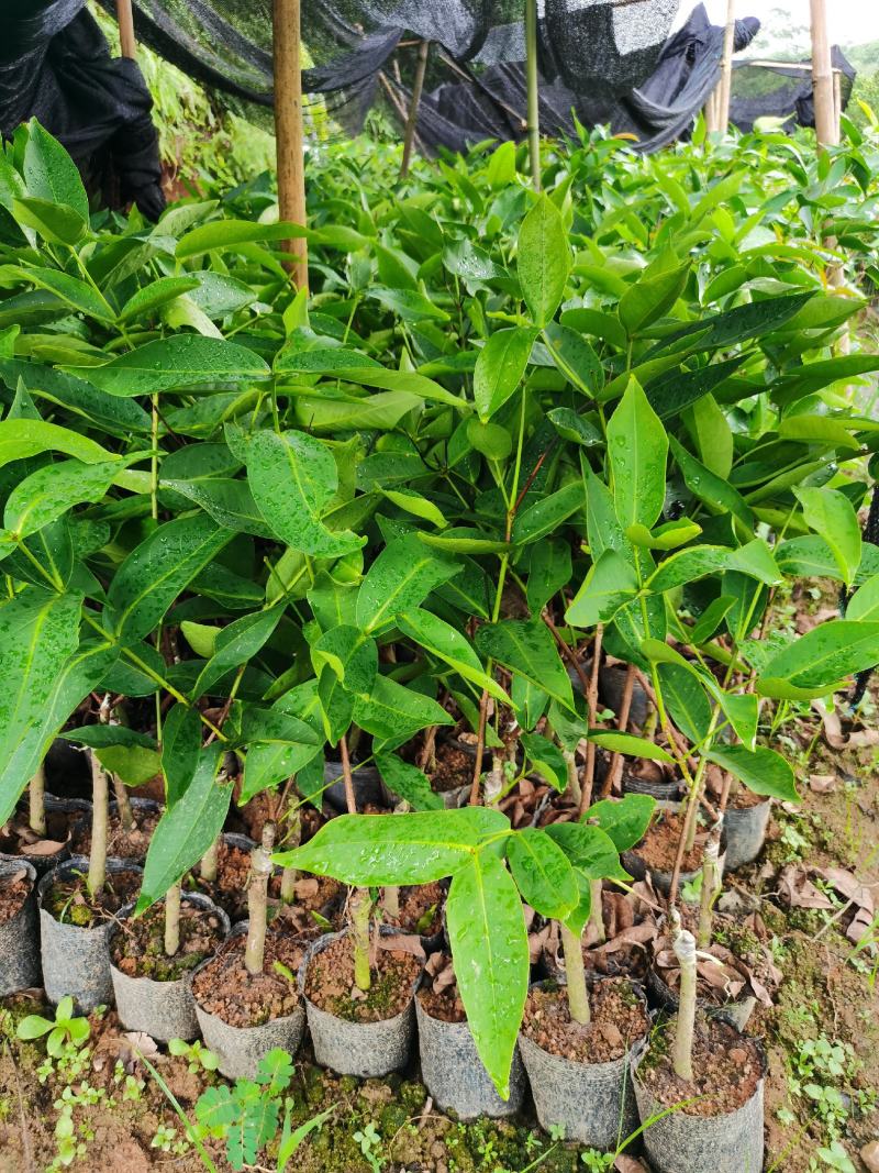 黑糖芭比莲雾苗，地苗杯苗都有，种植二年可挂果