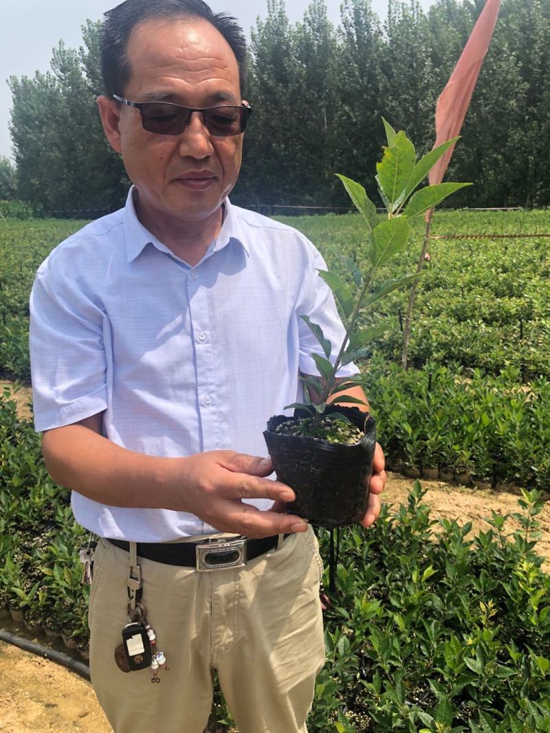 【精选】北美冬青基地直发耐寒成活率高各种规格