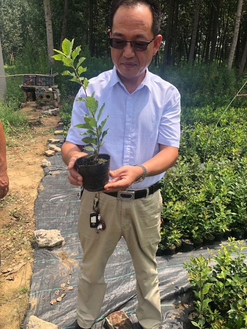 【精选】北美冬青基地直发耐寒成活率高各种规格