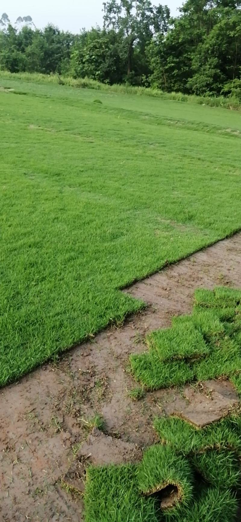 长期大量出售草萍草卷