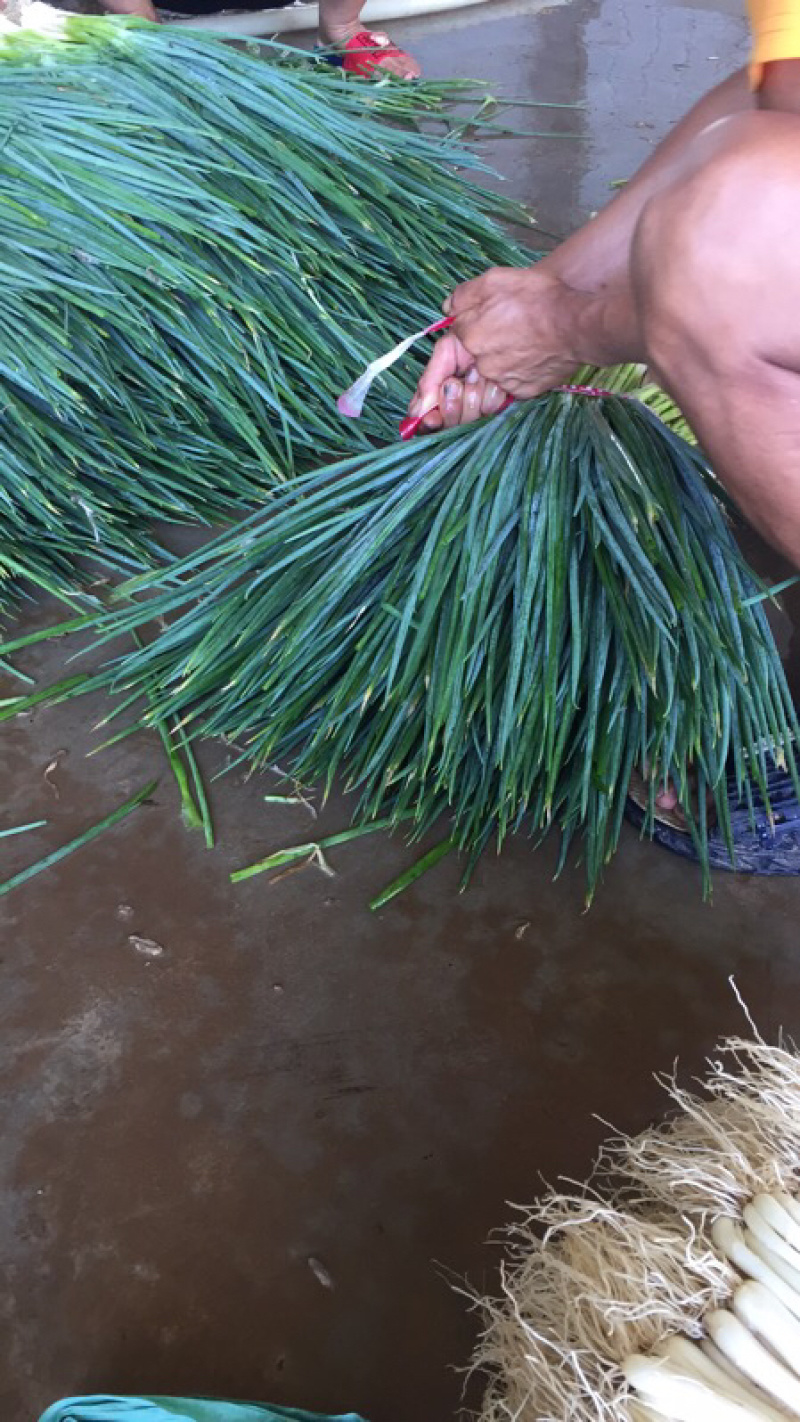 小香葱大量上市湖北当阳小葱基地直供可视频看货