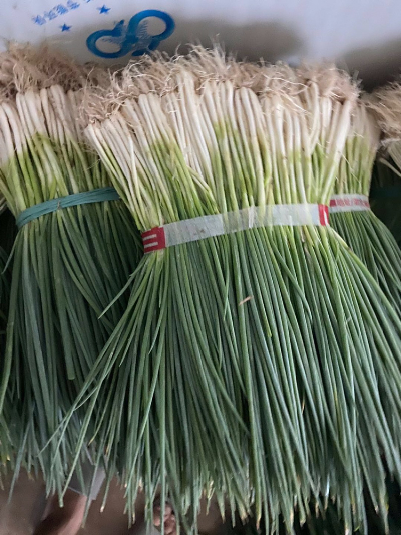 小香葱大量上市湖北当阳小葱基地直供可视频看货