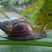 非洲蜗牛！黑蜗牛……