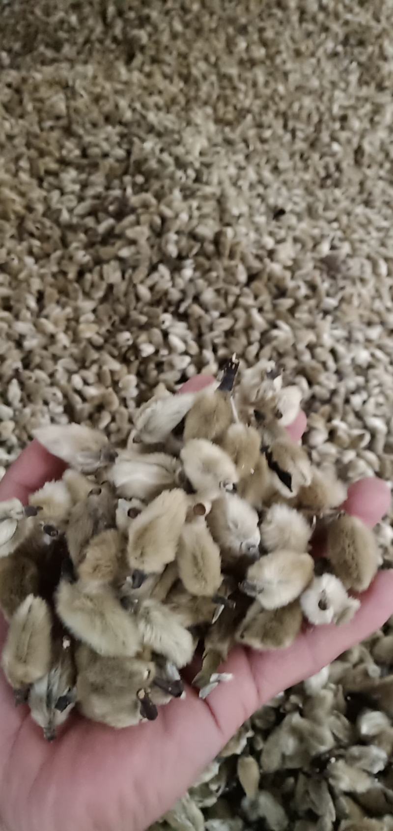 辛夷花辛夷之乡价格电议常年批发毛桃规格齐全