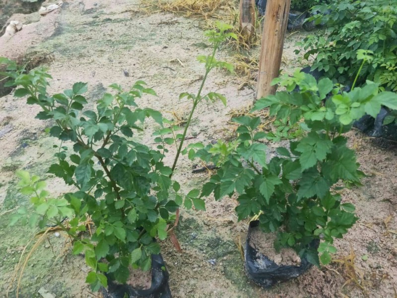 凌霄，米兰大量供应批发零售欢迎各位老板前来选购