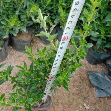 六月雪，花叶变叶木大量供应批发零售欢迎选购