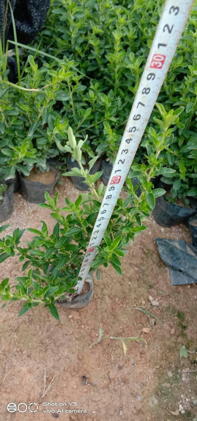 六月雪，花叶变叶木大量供应批发零售欢迎选购