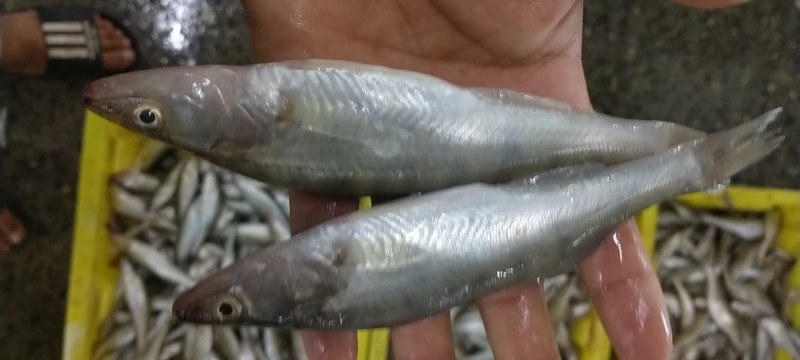 产地直供，一手货源，鸭绿江梭鲈鱼（同锣鱼）