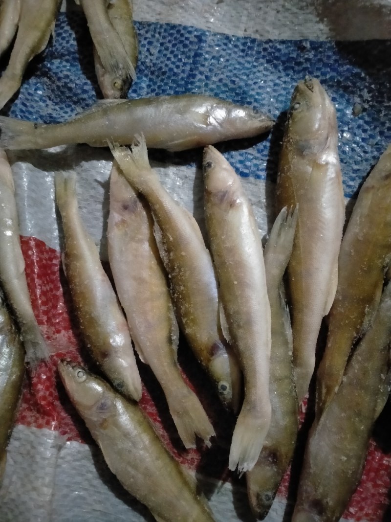 产地直供，一手货源，鸭绿江梭鲈鱼（同锣鱼）