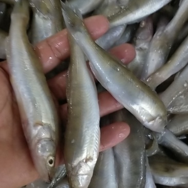 产地直供，一手货源，鸭绿江梭鲈鱼（同锣鱼）