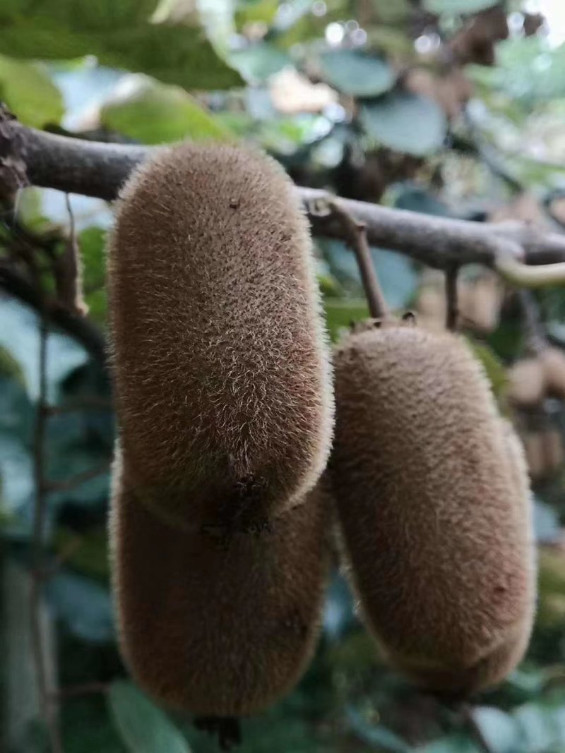 贵长猕猴桃